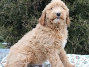 Photo of Addie