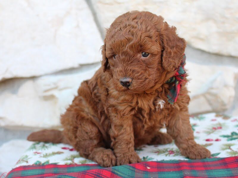 Kasi, a Mini Poodle puppy in Indiana.