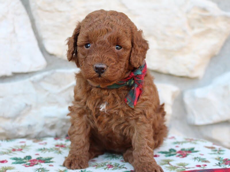 Kasi, a Mini Poodle puppy in Indiana.