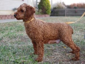 Kelly, our Poodle Mini dam at Ramsey Creek Kennels