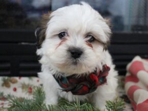 Photo of Riley