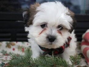 Photo of Riley