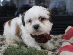 Photo of Riley