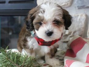 Photo of Roscoe
