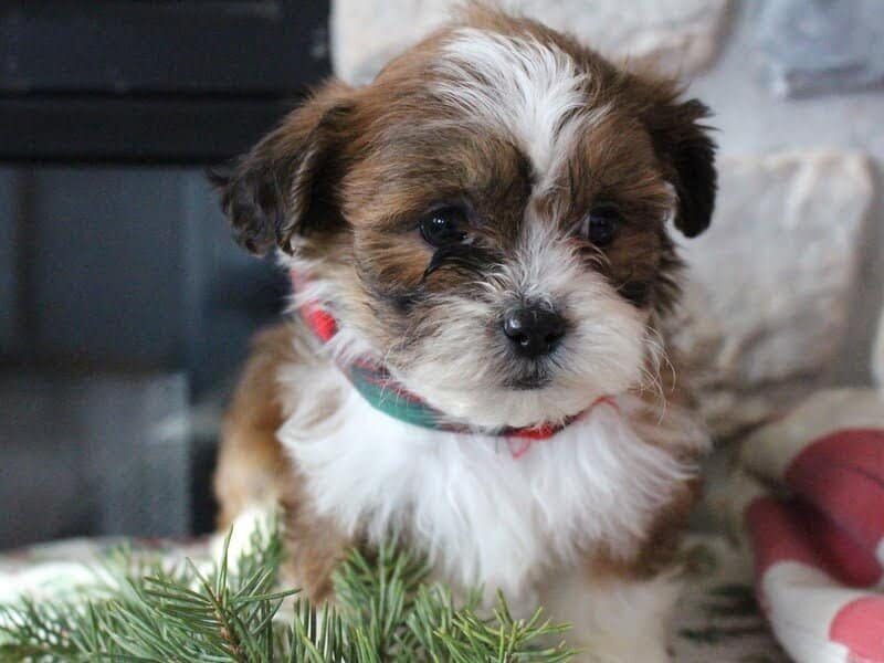 Raine, a Shichon (Teddy Bear) puppy in Indiana.