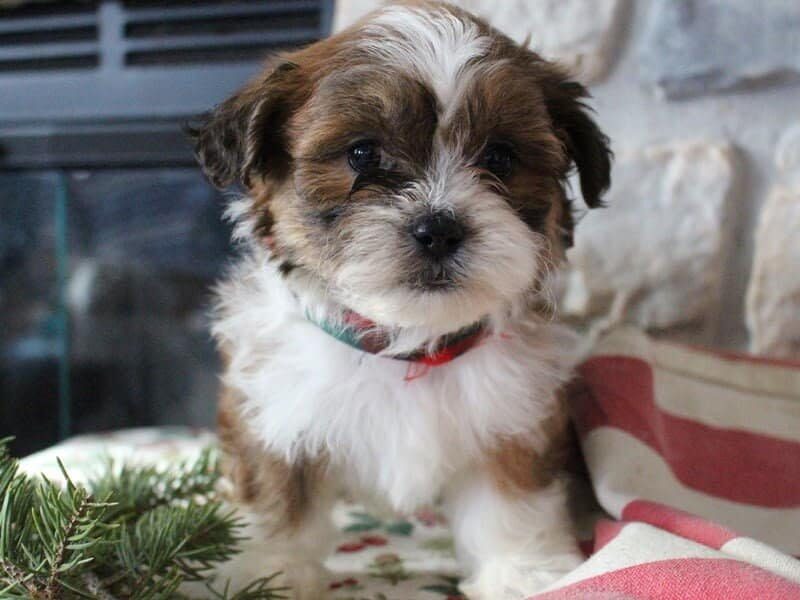 Raine, a Shichon (Teddy Bear) puppy in Indiana.
