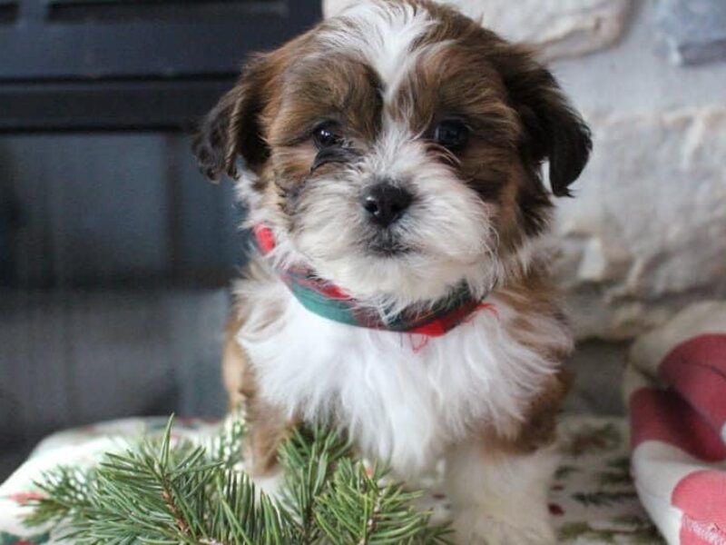 Raine, a Shichon (Teddy Bear) puppy in Indiana.