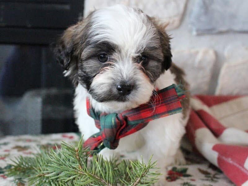 Ramsey, a Shichon (Teddy Bear) puppy in Indiana.