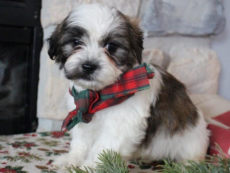 Ramsey, a Shichon (Teddy Bear) puppy in Indiana.