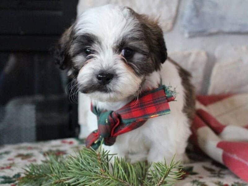 Ramsey, a Shichon (Teddy Bear) puppy in Indiana.