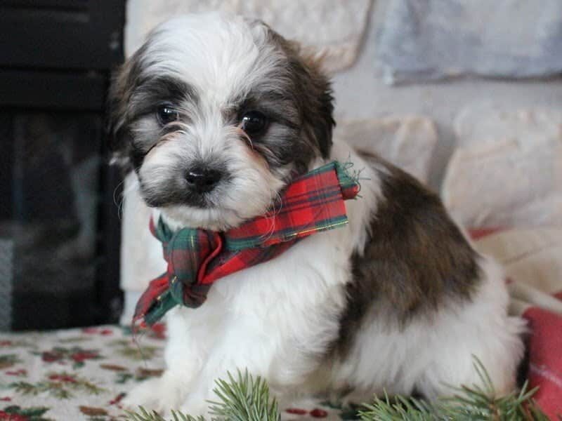 Ramsey, a Shichon (Teddy Bear) puppy in Indiana.