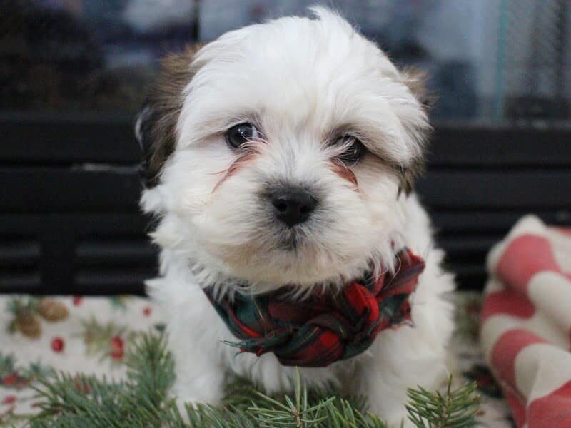 Riley, a brown & white Shichon (Teddy Bear) puppy in Indiana.
