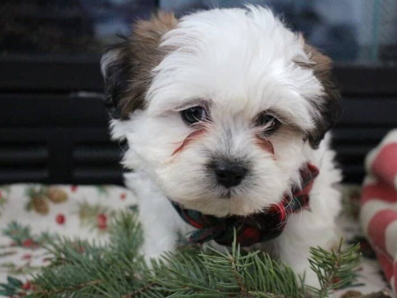 Riley, a brown & white Shichon (Teddy Bear) puppy in Indiana.