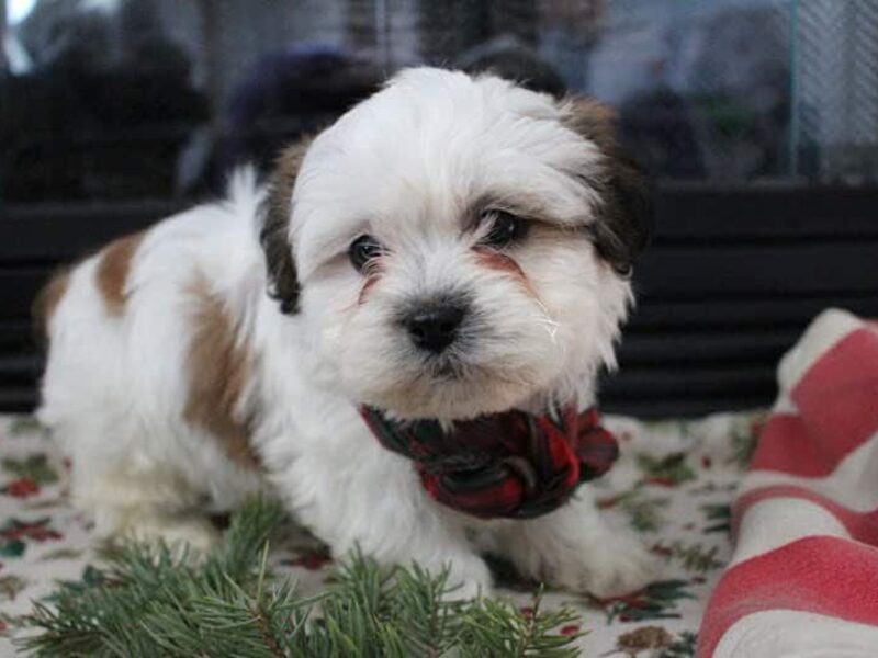 Riley, a brown & white Shichon (Teddy Bear) puppy in Indiana.