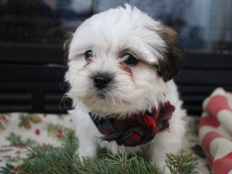 Riley, a brown & white Shichon (Teddy Bear) puppy in Indiana.