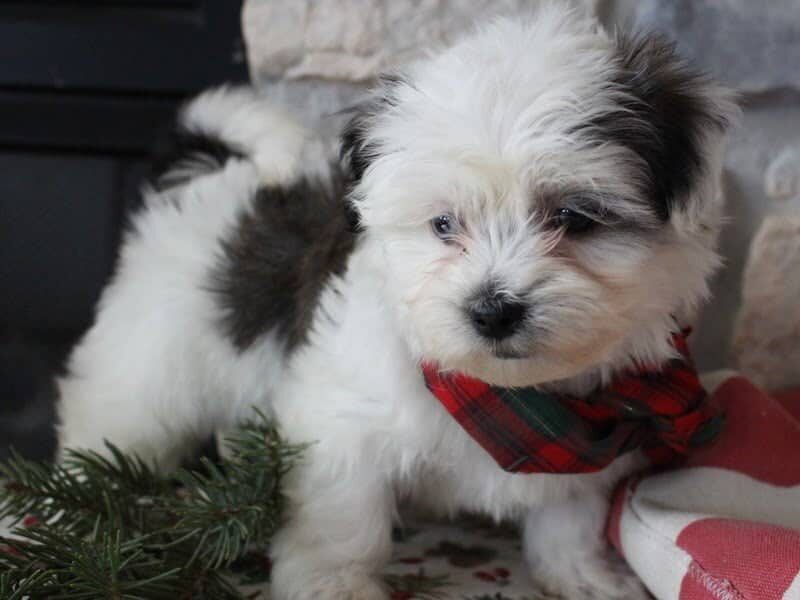 Rita, a black & white Shichon (Teddy Bear) puppy in Indiana.