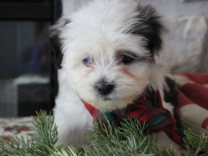 Rita, a black & white Shichon (Teddy Bear) puppy in Indiana.