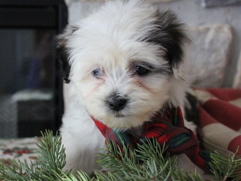 Rita, a black & white Shichon (Teddy Bear) puppy in Indiana.