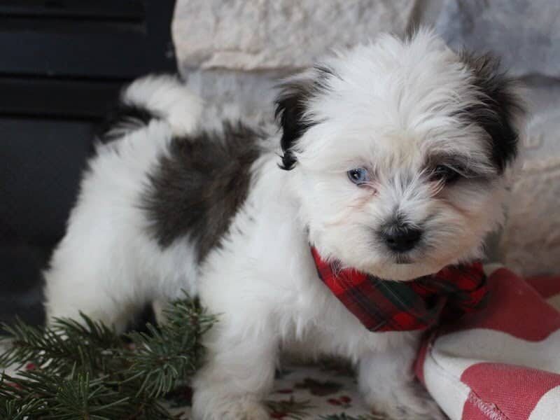 Rita, a black & white Shichon (Teddy Bear) puppy in Indiana.