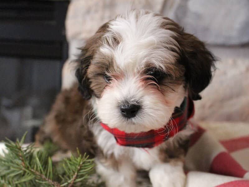 Roscoe, a brown & white Shichon (Teddy Bear) puppy in Indiana.