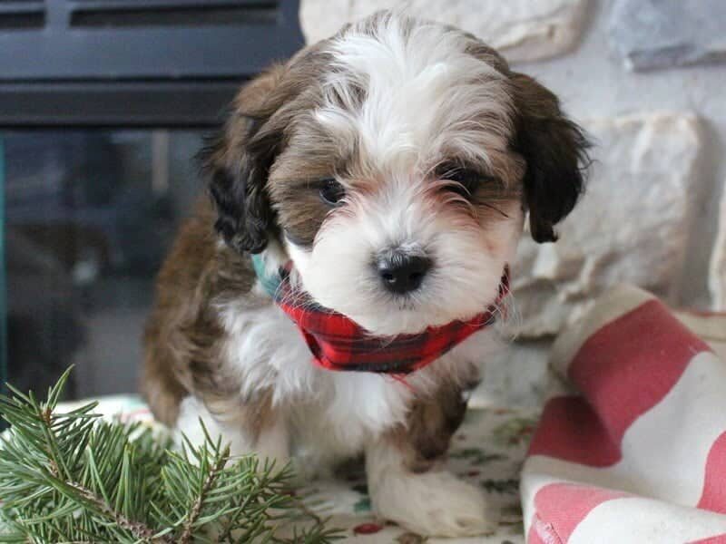 Roscoe, a brown & white Shichon (Teddy Bear) puppy in Indiana.
