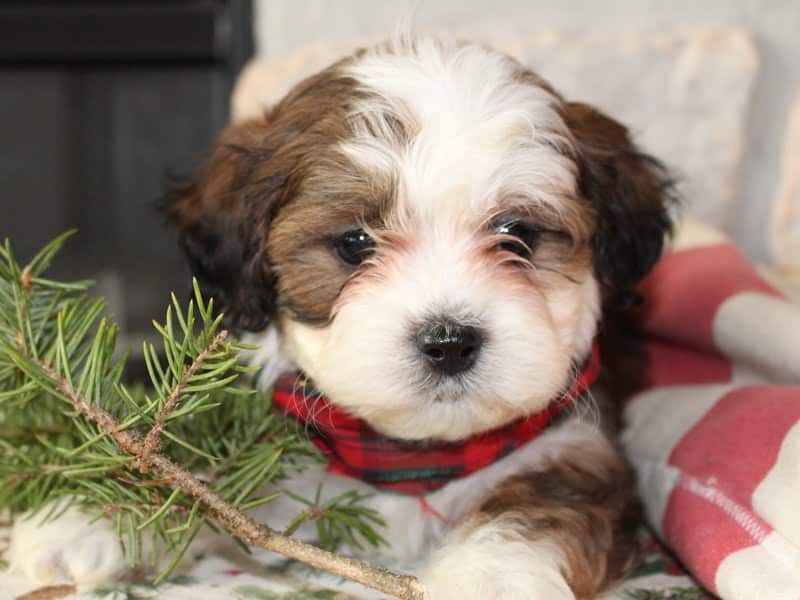 Roscoe image