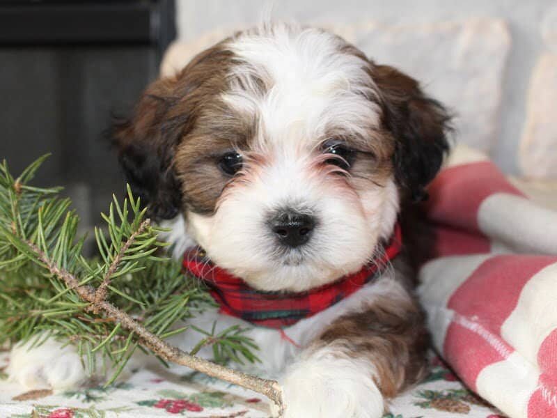 Roscoe, a brown & white Shichon (Teddy Bear) puppy in Indiana.