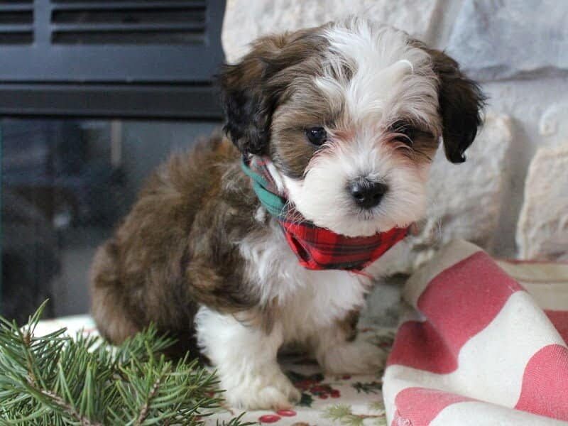 Roscoe, a brown & white Shichon (Teddy Bear) puppy in Indiana.