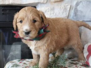 Photo of Dahlia