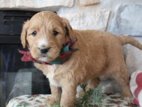 Photo of Dahlia