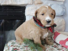Photo of Dexter