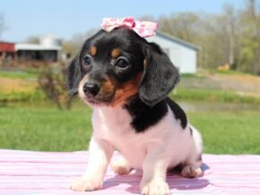 Photo of Harper