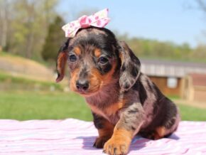 Photo of Hershey