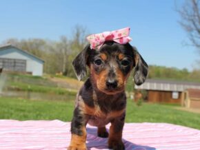 Photo of Hershey