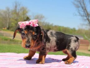 Photo of Hershey