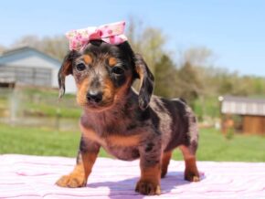 Photo of Hershey
