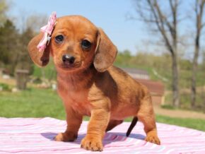 Photo of Holli