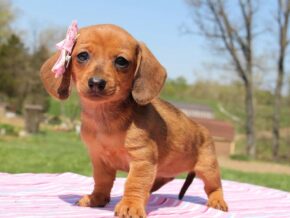 Photo of Holli