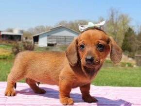 Photo of Humphrey