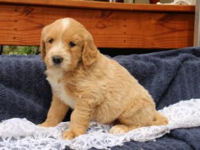 Seymour at Ramsey Creek Kennels