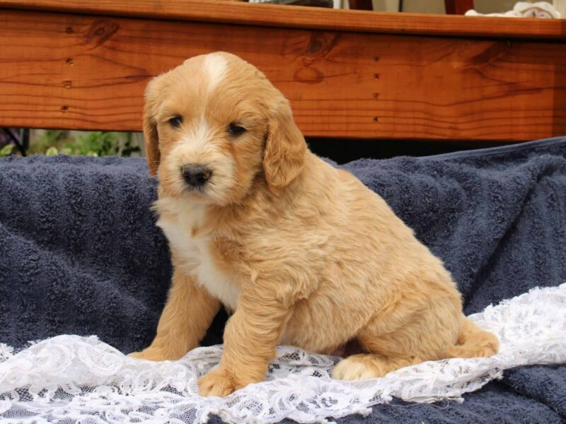 Seymour, a apricot & white F1-Goldendoodle puppy in Indiana.