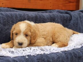 Sunkist at Ramsey Creek Kennels