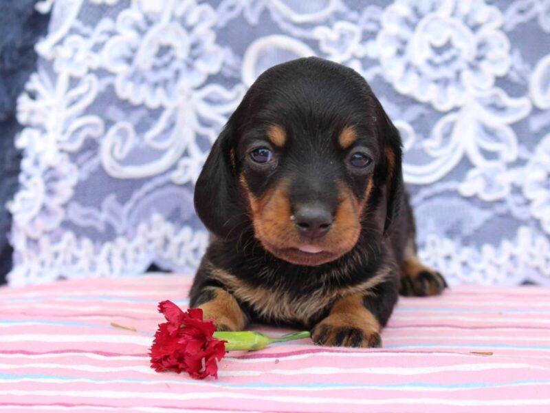 Jessie, a black & tan Mini Dachshund puppy in Indiana.