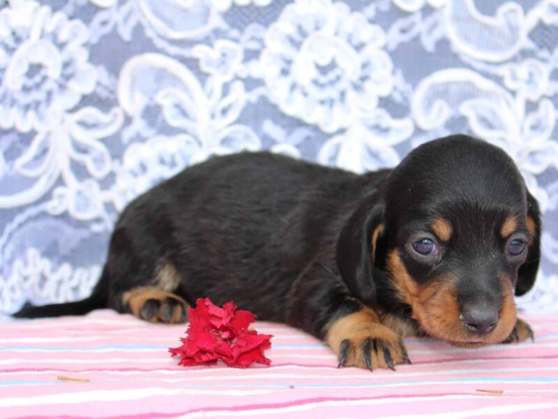 Jessie, a black & tan Mini Dachshund puppy in Indiana.