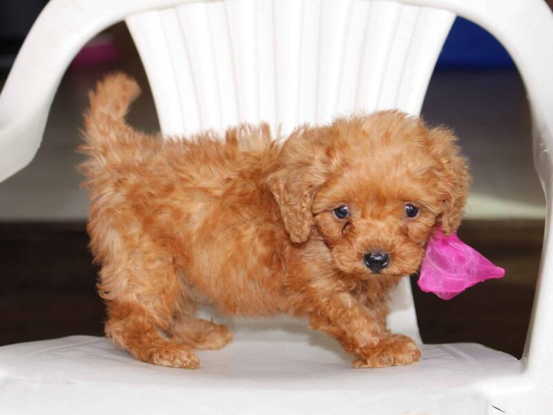 Tammy, a golden Mini Poodle puppy in Indiana.