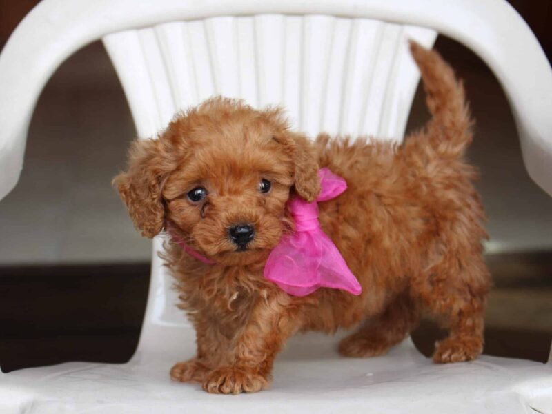 Tammy, a golden Mini Poodle puppy in Indiana.