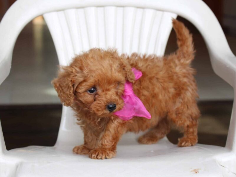 Tammy, a golden Mini Poodle puppy in Indiana.