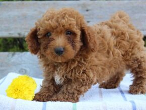 Photo of Teddy