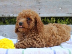 Photo of Teddy