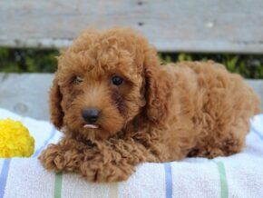 Photo of Teddy